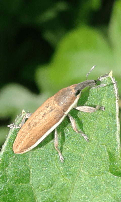 Lixus cfr. junci (Curculionidae)